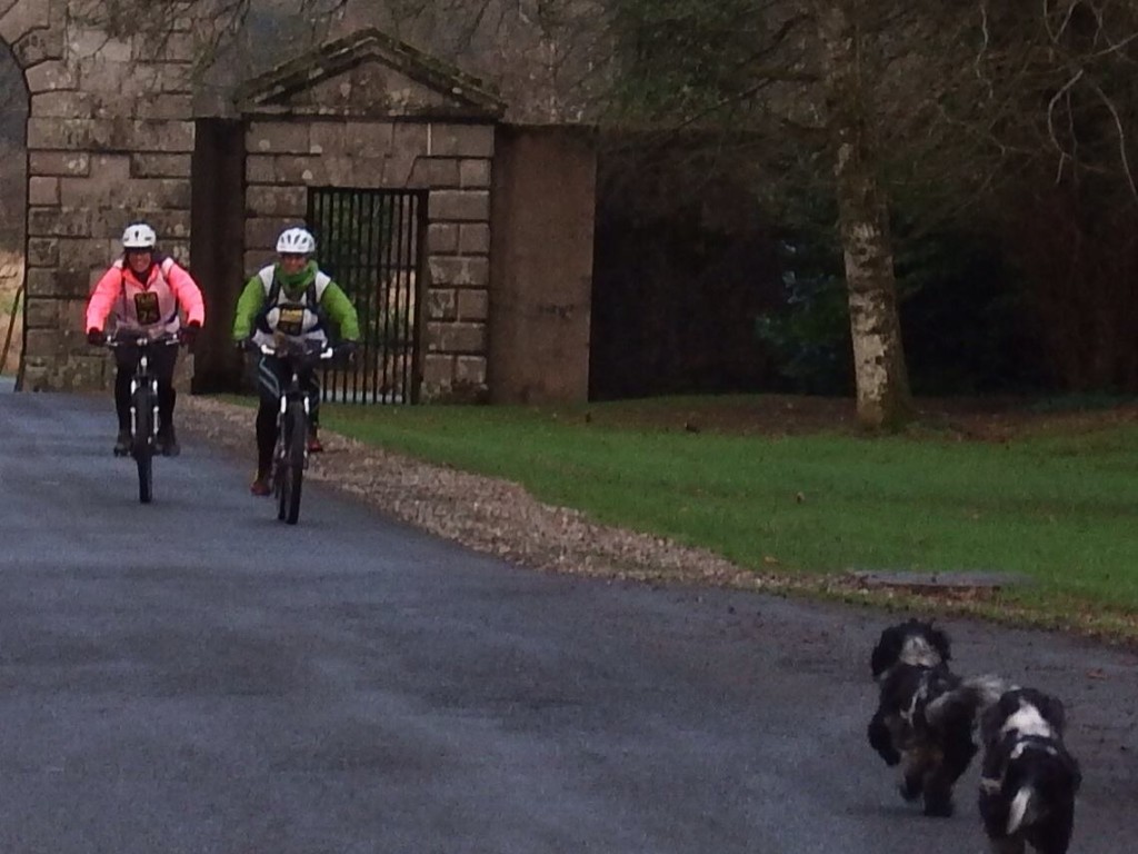 The spaniels were hard to catch!